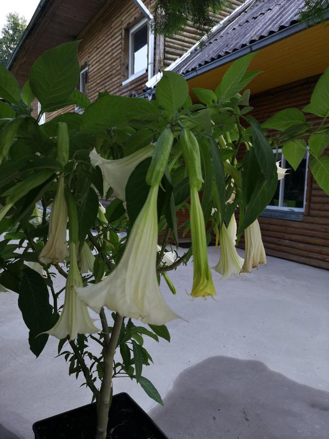 Kryzbarkas Guest House Deguciai  Екстериор снимка